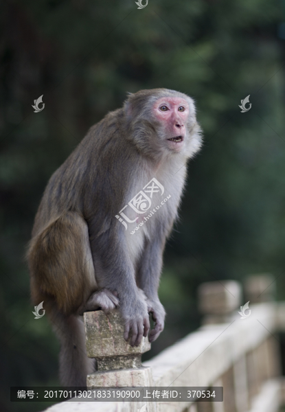 張家界,武陵源,著名景點(diǎn),猴子