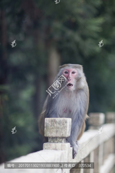 張家界,武陵源,著名景點,猴子