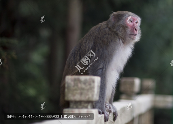張家界,武陵源,著名景點(diǎn),猴子