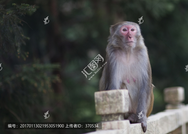 張家界,武陵源,著名景點(diǎn),猴子