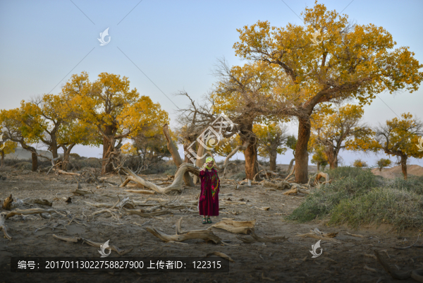 額濟(jì)納胡楊林