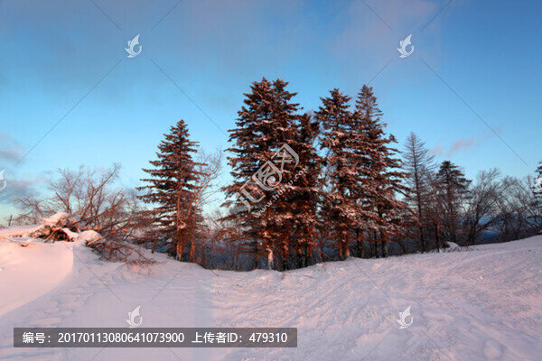 林海雪原,雪鄉(xiāng),樹木,白雪,冬