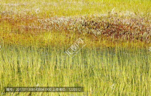 沼澤地上的草和苔蘚