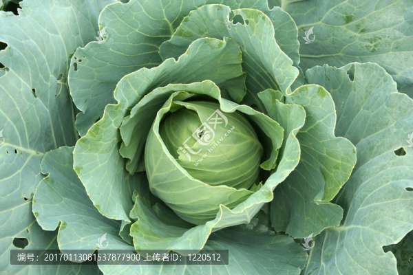 白菜特寫(xiě)