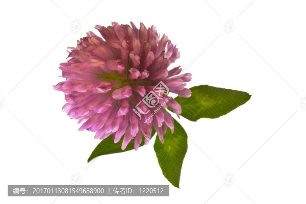 三葉草