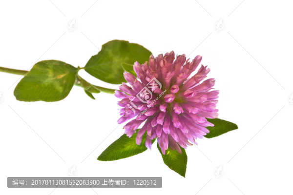 三葉草