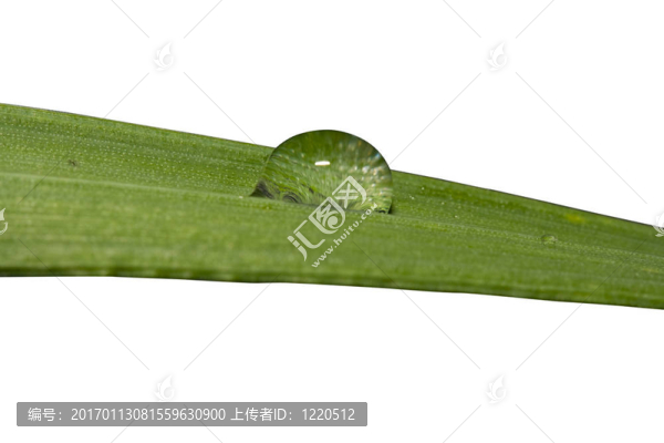 草地上的露水