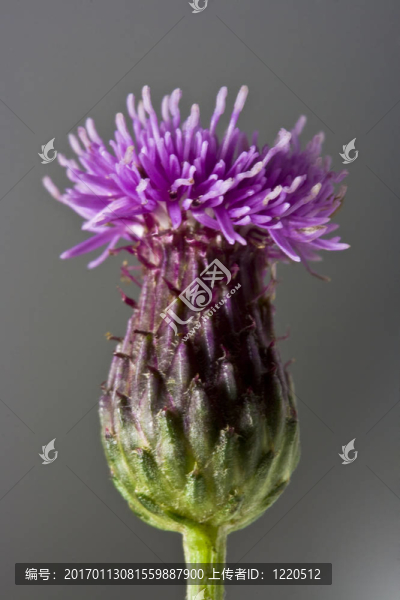 薊