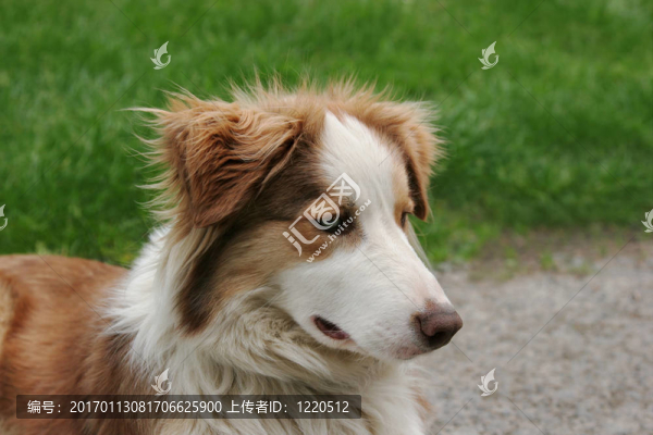 蕓石色的牧羊犬