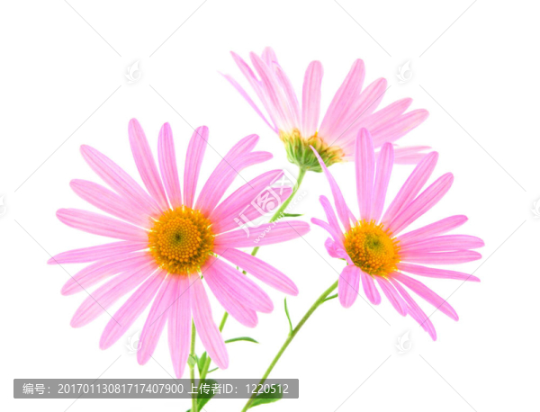 粉紅色的非洲菊