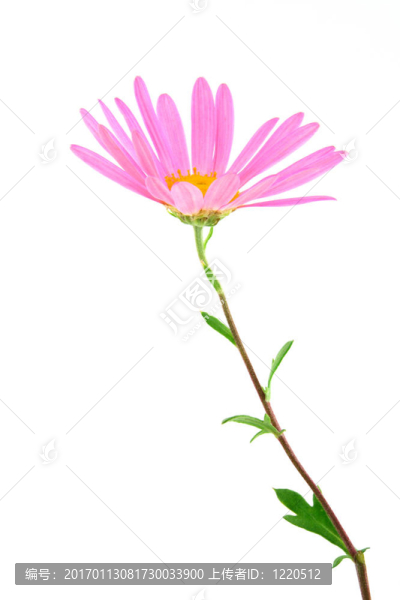 精致的雛菊