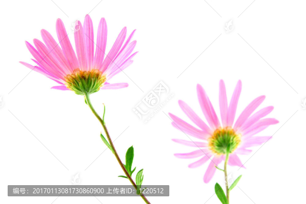 粉紅色的非洲菊