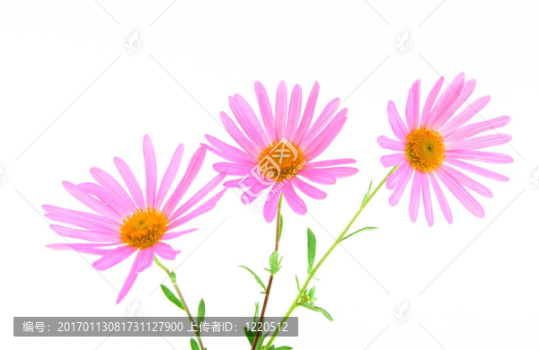 三洋紅色的非洲菊