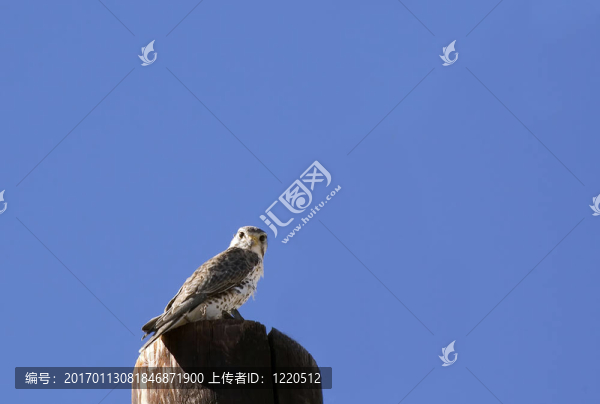 喂養(yǎng)草原獵鷹