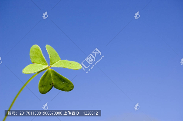 三葉草