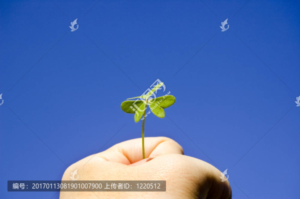 強(qiáng)壯的手拿著一個(gè)三葉草