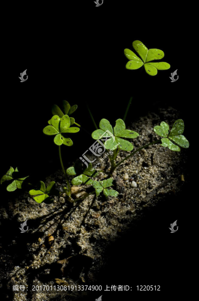 地上的三葉草