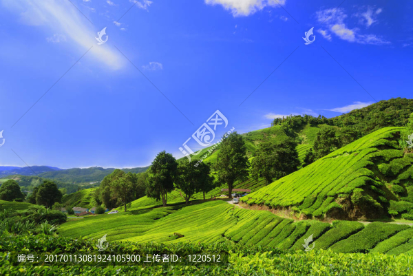 卡梅倫高原茶園場