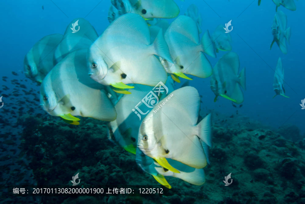 泰國蝙蝠魚