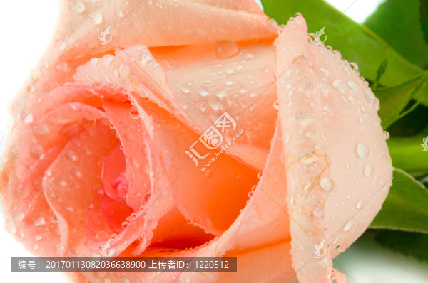 粉紅色的玫瑰花蕾