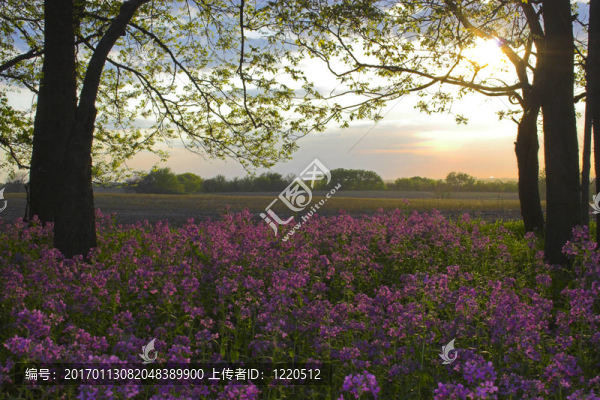 粉紅野花和森林