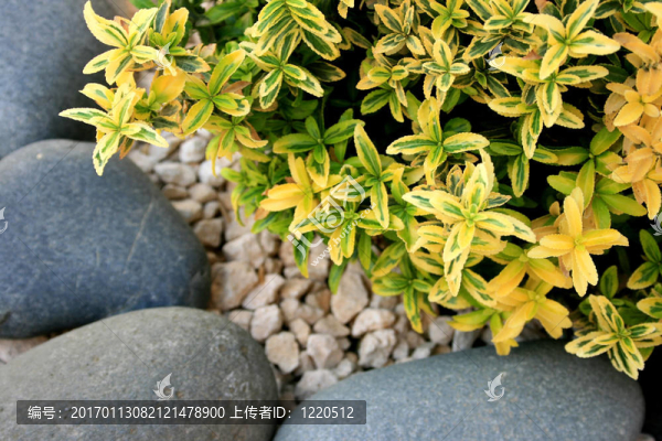 植物