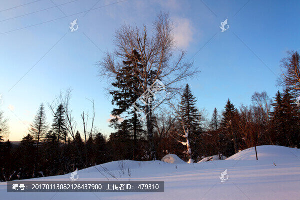 林海雪原,雪鄉(xiāng),樹木,白雪,冬
