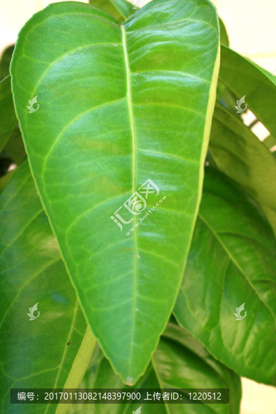 葉