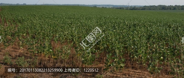 大豆農(nóng)場