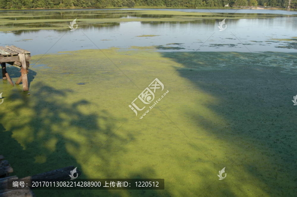 水上的藻類