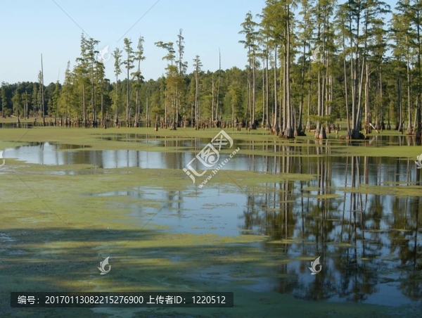 沼澤樹