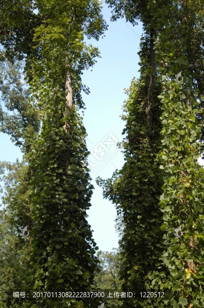Kdzu的觀點(diǎn)