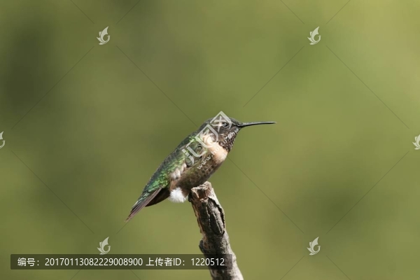 蜂鳥簡介