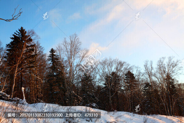 林海雪原,雪鄉(xiāng),樹木,白雪,冬