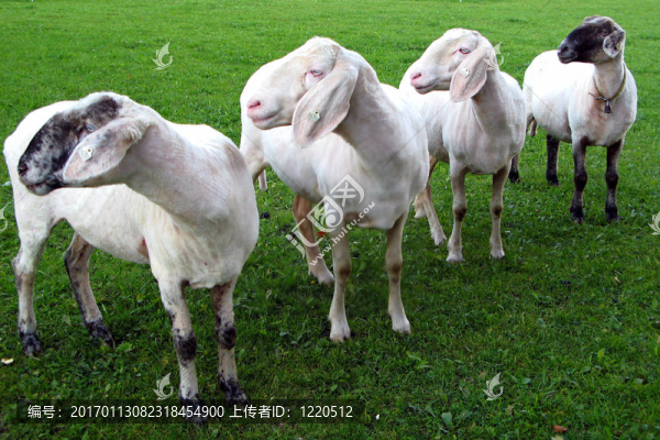 綿羊