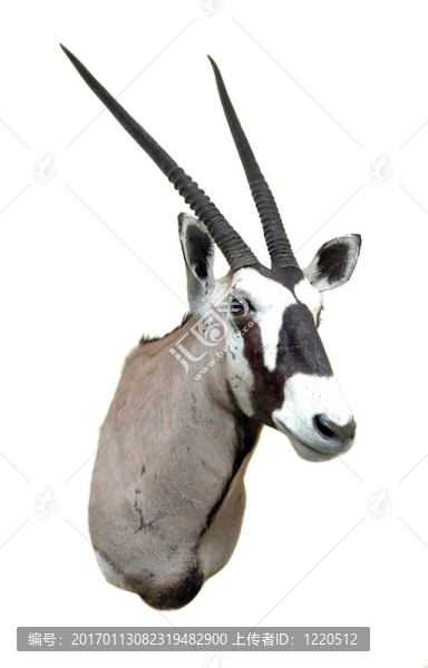 標(biāo)本山-,Oryx