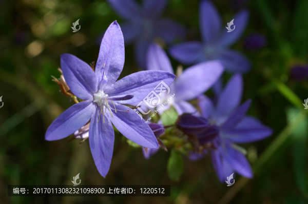 長春