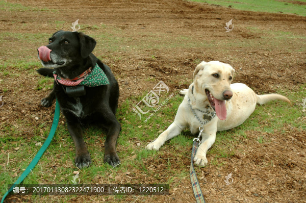 一對(duì)獵犬