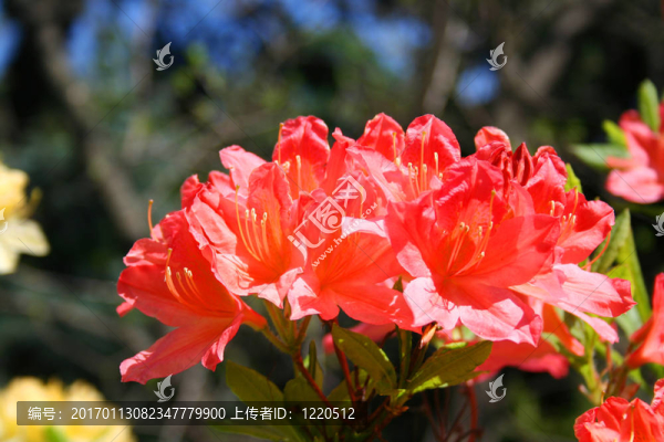 美麗的杜鵑花
