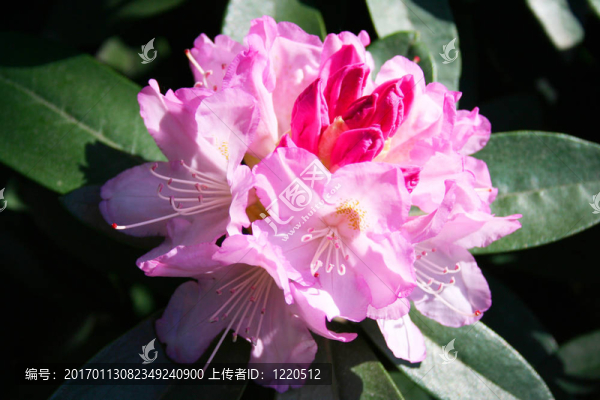 盛開的杜鵑花