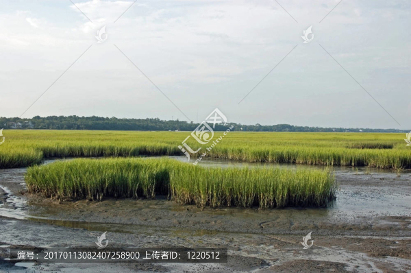 沼澤潮