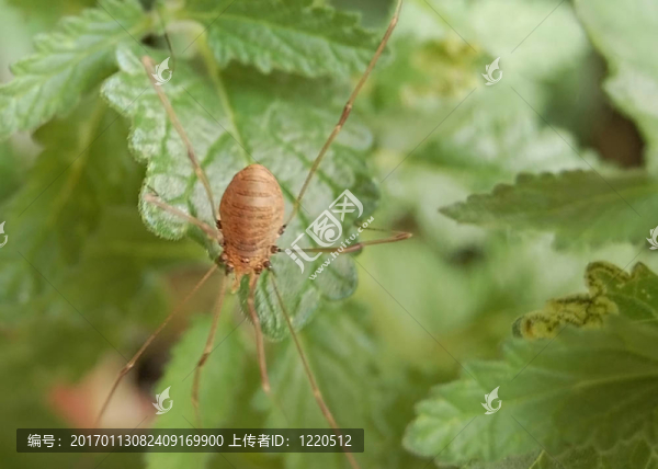 長腿叔叔