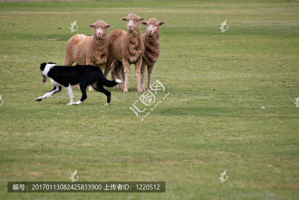 牧羊犬