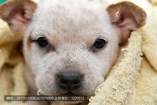 獵狐犬