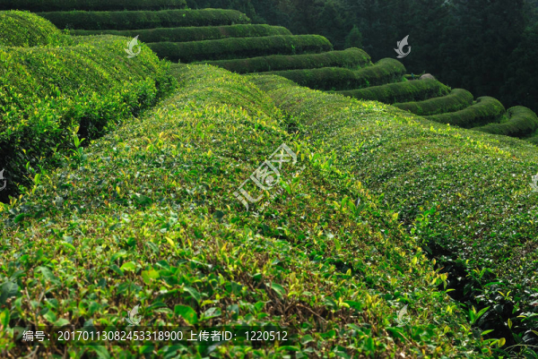 綠茶布什