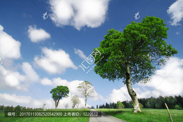 藍天和綠樹