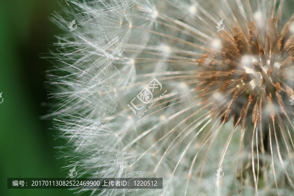 蒲公英