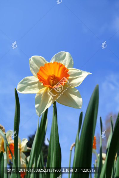 水仙花