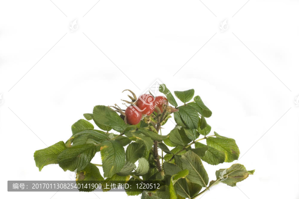 野玫瑰果