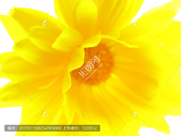 黃色的花